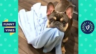 TRY NOT TO LAUGH - Funny Animals & Cute Pets Compilation | Funny Vines August 2018