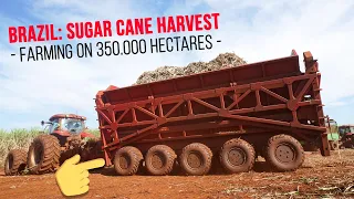 XXL Sugar Cane Harvest in Brazil — Farming in South America