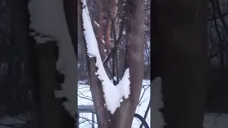 Snow peacock.