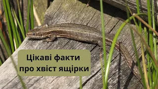 🐊Цікаві факти про хвіст ящірки 🦎 Чому ящірка відкидає хвіст? 🐍Яскравий мультик 🐉Відео і фото ящірки🐸