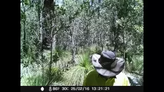 Humans Caught On Tree Camera