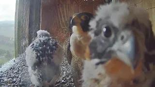 FalconCam Project~Kids experience their first thunderstorm😎~1:02 pm 2023/11/04