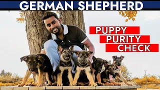 How to check German Shepherd Puppy Purity (Pure / Mix) Hindi | जर्मन शेफर्ड लेने से पहले जरूर देखें