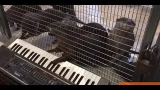 National Zoo Animals Play Musical Instruments And It's Super Weird