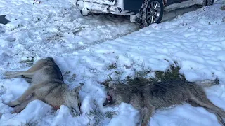 Противостояние охотника и волка. Hunter vs Wolf.