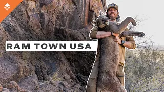 Chasing Cougars and Rams Across West Texas | Ram Town USA - Ep. 1 - A Texas Aoudad Hunt