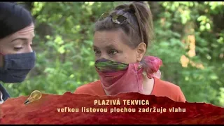 STV - diel Zmiešané záhony a spoločenstvá rastlín