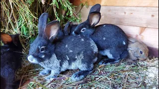 ОБЗОР ВСЕХ КРОЛИКОВ🐰🐇ДЕРЕВНЯ⛪ГЕРМАНИЯ