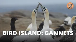 Bird Island: Cape Gannets at Lamberts Bay.