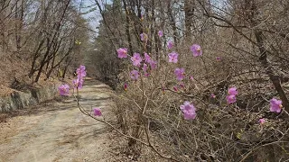 고향의 봄