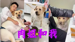 我发现自己终究是还多余的#拉布拉多犬 #拉布拉多 #神犬 #狗狗 #肉肉说了算