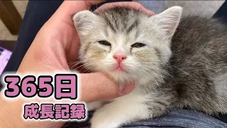 【祝1歳】生まれてから365日のもち様の成長記録！