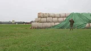 Foxterrier  Jagd  Krongart