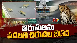 Tirumala: తిరుమలలో మరోసారి చిరుత కలకలం | Ntv