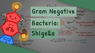 Gram Negative Bacteria: Shigella