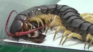 Гигантская сколопендра против таракана