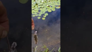 WALLER / WELS frißt Maus im Naturschwimmteich
