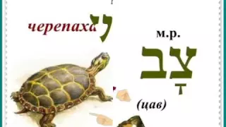 Урок № 15  Кто это Животные и птицы в иврите