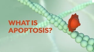 "What is Apoptosis?" The Apoptotic Pathways and the Caspase Cascade