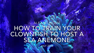 How to train your clownfish to host a sea anemone