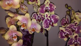 Орхидеи новинки к праздникам🥳🌺🪴🌸