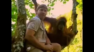 Steve Irwin emotional encounter with mother Orangutan while filming Faces  Forest, Indonesia, 1997