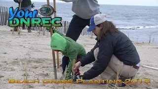 Beach Grass Planting 2015