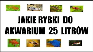 Jakie rybki do małego akwarium 25 litrów?