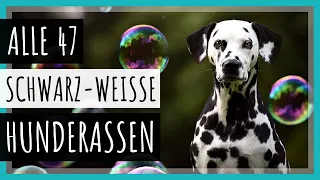 Alle 47 schwarz-weiße Hunderassen mit Bildern [2023]