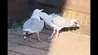 Seagull Fight to the Death