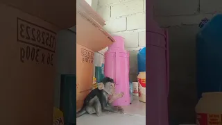 baby monkey..