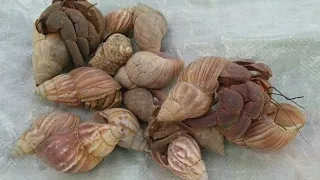 menemukan kelomang raksasa 😱, mencari kelomang di pantai, hermit crab, Umang besar, Umang-Umang