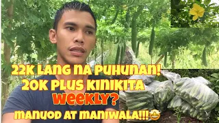 Magkano kitaan sa AMPALAYA FARMING? 1k puno (Mestisaf1) kaya ba kumita 500k?