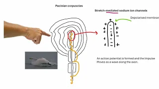 The Pacinian Corpuscle - A Level Biology