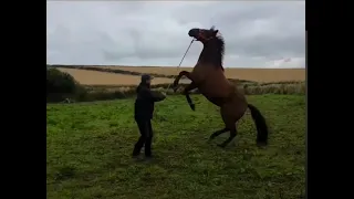 Abandoned rescue horse is difficult and dangerous!