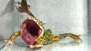 Quick frog / Pacman frog , African bullfrog【LIVE FEEDING】