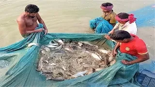 Amazing Net Fishing Technique in Village Pond | Catching lots of fish  | Village Life