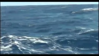 Adam Walker swims through Kaiwi channel