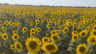 Експериментальний соняшник зацвів у вересні