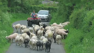 Sheep of Lindean, Selkirk 30-5-2024