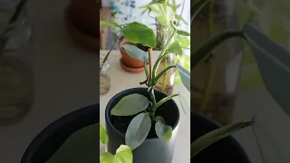 Silver Sword philodendron Timelapse