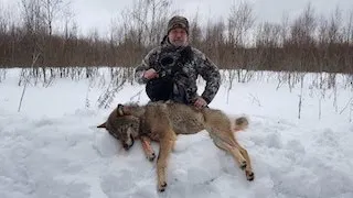 Охота на волка загоном-маленькая история одной охоты.