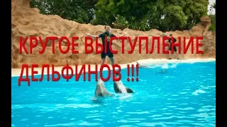 Выступление дельфинов - круто !!! Лора Парк, Канары