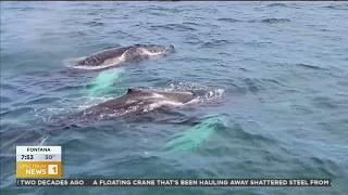 Celebration of the Whales Festival & Santa Barbara Channel Whale Heritage Area - Spectrum News 7am