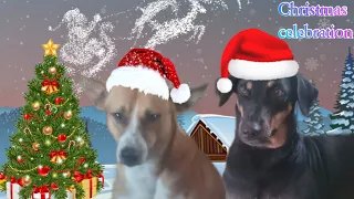 Christmas celebration with my dogs