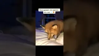 The fox loves the blanket ( лиса любит одеяло)