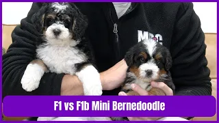 F1 Mini Bernedoodle vs F1b Mini Bernedoodle - What Is The Difference?