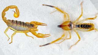 避日蛛 VS 毒蠍子，看看誰更強大？Camel spider VS poisonous scorpion