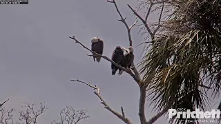 M15 sweet family ❤ /13:00/2024-03-23/ Southwest Florida Eagle Cam