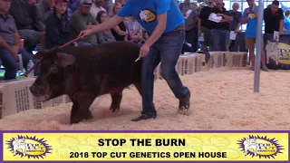 Top Cut Genetics | Stop the Burn Duroc Boar | 2018